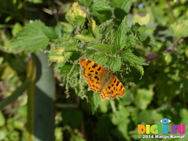 FZ006177 Comma butterfly (Polygonia c-album)